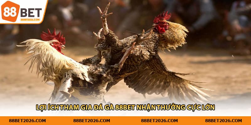 Lợi ích tham gia đá gà 88Bet nhận thưởng cực lớn