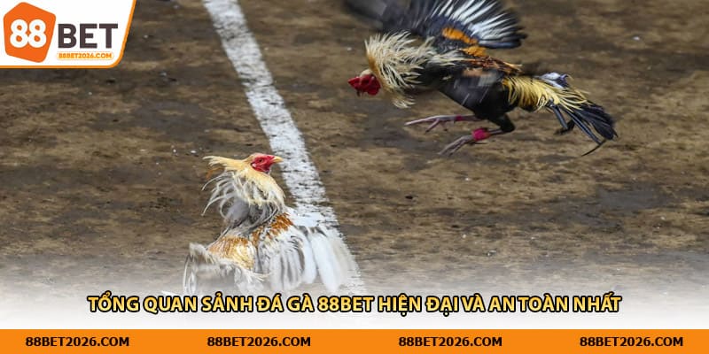 Tổng quan sảnh đá gà 88Bet hiện đại và an toàn nhất